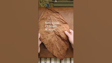 From Ragged Leaves to Elegant Cigar: Rolling a Nicaraguan Lancero