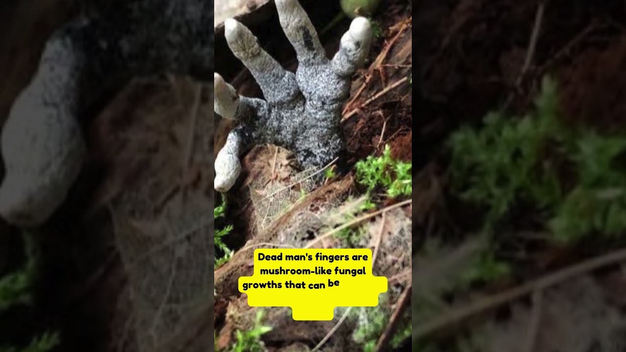 Dead man's fingers☠️🖐️🖐️  