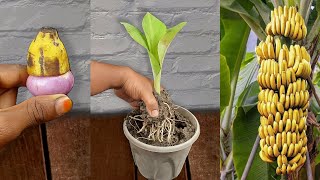 Best Way How To Grow Banana Tree From Banana with Onion and aloevera 100% Work