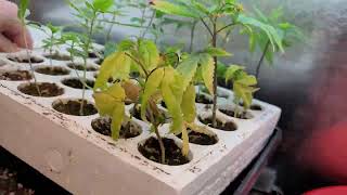 Mother's Seedlings & Clones UPdate!
