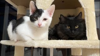 子猫のスズコお別れLIVE配信💧