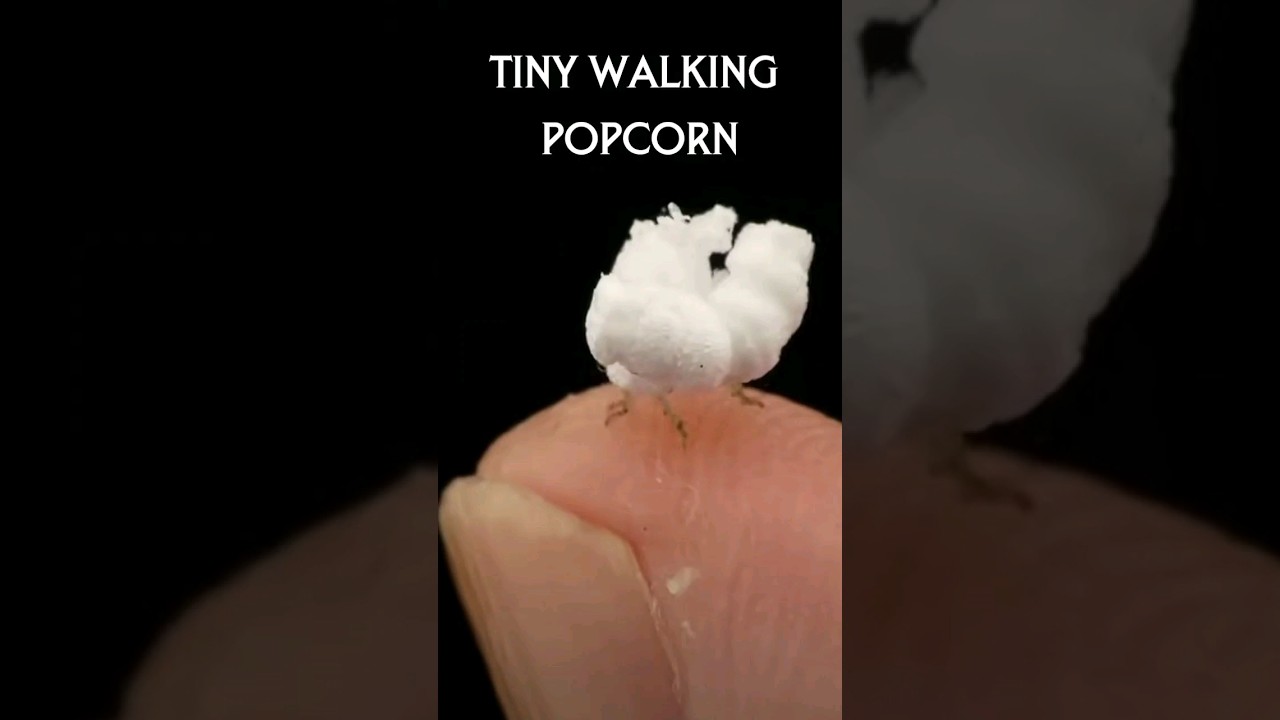 Watch till end...Planthopper nymph 