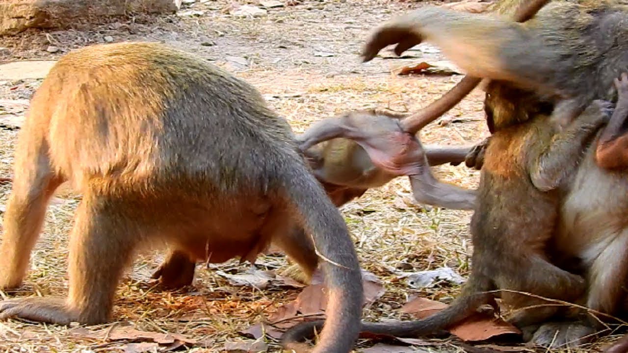 Oops! Maria Drag Little Delena Until Screaming So Lovely! Poor Baby Monkey Delena!