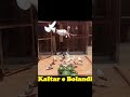 کبوتران بام خانم رویا سلیمی بانوی گروبند ایرانی از استان گیلان کبوتر کفتر کبوتر بلندپرواز Pigeon کبوتران بام خانم رویا سلیمی بانوی گروبند ایرانی از استان گیلان کبوتر کفتر کبوتر بلندپرواز Pigeon