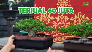 BEGINILAH DESAIN POHON AGAR CEPAT LAKU MAHAL