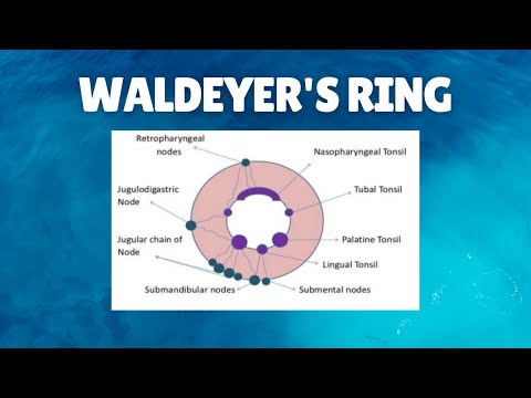 Waldeyer's Ring | Significance | Structural lymph nodes - YouTube