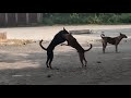 Amazing Dogs Fighting For Help other Dog on Street Compilation | कुत्तो की लड़ाई