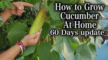 How To Grow Cucumbers in a Container at home | Kitchen Gardening | 60 Days full update | No. 13