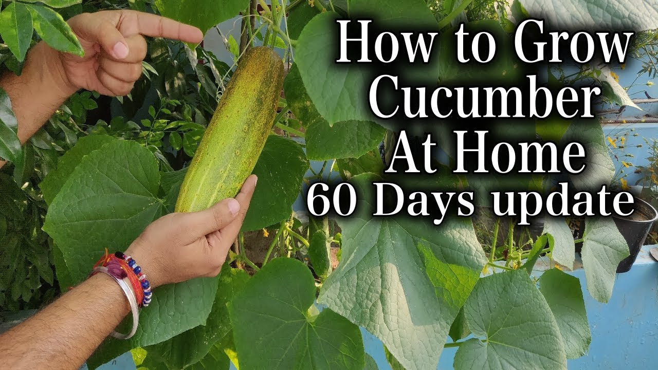 How To Grow Cucumbers in a Container at home | Kitchen Gardening | 60