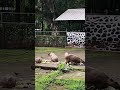 Capybara. #zoo #animals #capybara #youtubeshorts