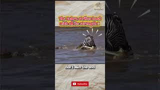 Escape You Wont Believe Zebra Vs Crocodile