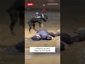 Police Dog Jumps on Officer to Do CPR #shorts