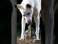 Heart-Stopping Rescue: White Dog Defends Chick from Snake!