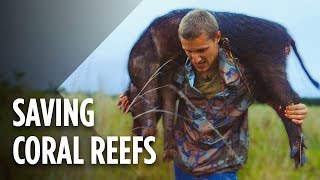 Hunting Wild Pigs Could Save Hawaii's Coral Reefs by Stories 57,139 views 7 years ago 5 minutes, 10 seconds