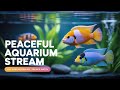 Relaxing Aquarium Stream | African Cichlid Tank #24