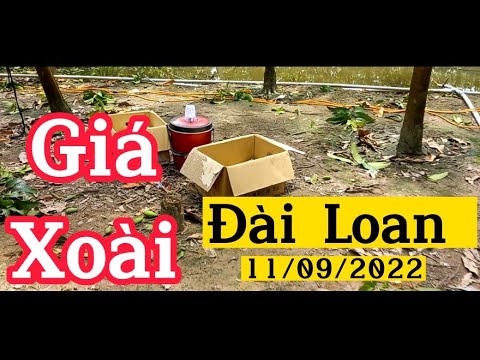 Video Giá Xoài Đài Loan Hôm Nay Ngày 11 tháng 9, 2022 | Hội... - youtube