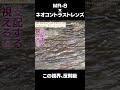 視界が変わると釣りはここまで変わる 556glass サイトスペシャル ネオコントラスト×MR-8 #shorts #556glass #関西釣りチャンネル #サイトスペシャル #鮎釣り #釣り