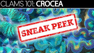 CLAMS 101: CROCEA - Sneak Peek