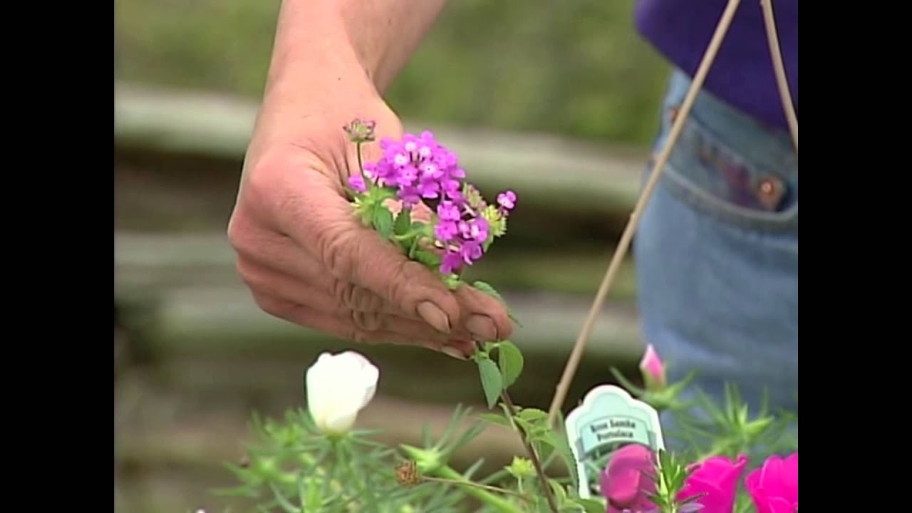 Plants That Can Tolerate Heat and Drought