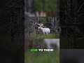The INSANE Odds of a Mature Albino Buck!