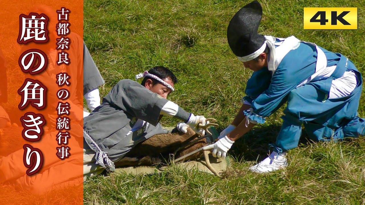 4K 鹿の角切り 奈良の伝統行事 2024.10 Deer-Antlers-Cutting Ceremony