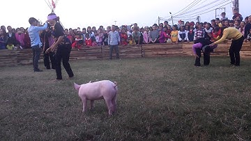 BỊT MẮT BẮT HEO