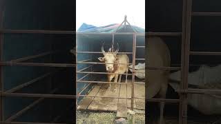 Shwa ia khun u Lieh U Jess/Bad u Friday Sanroi