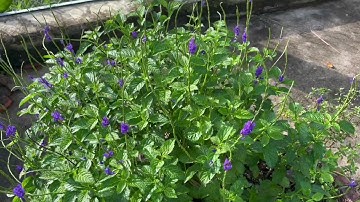 Giải đáp tác dụng điều trị bệnh cây đuôi chuột