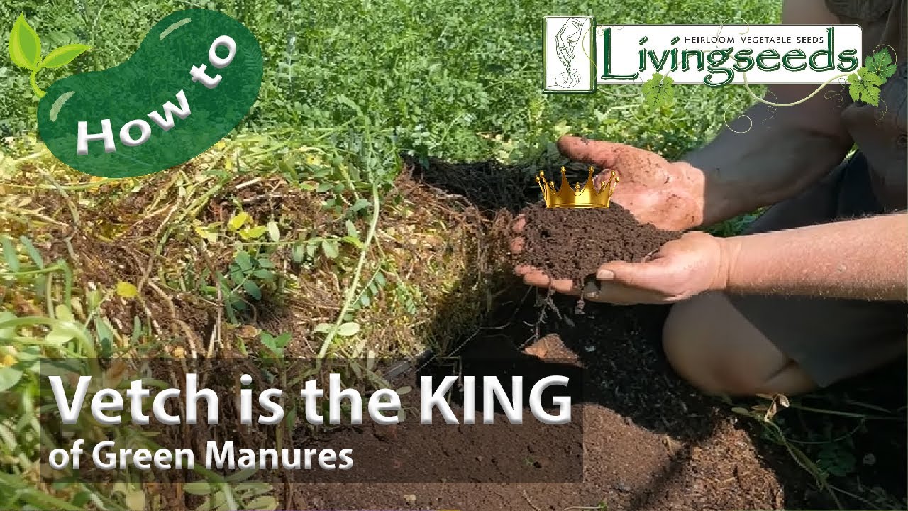 Vetch is the KING of Green Manures
