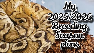 What Ball Pythons Am I Pairing For The 2025/2026 Season.  Wealth