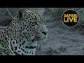 safariLIVE - Sunrise Safari - December 29, 2018