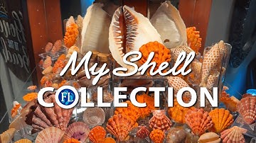 Mijn schelpencollectie 🐚 6 jaar verzamelen ❤️
