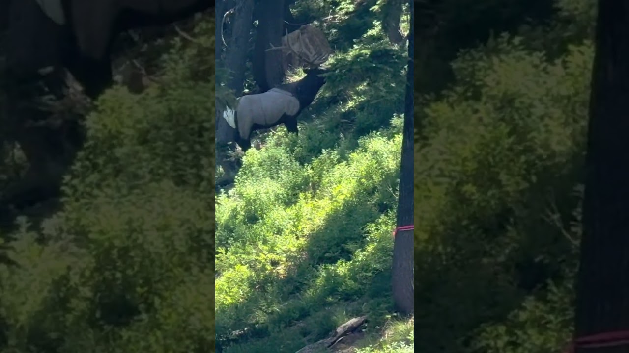 93 yard bull elk target #pnw #bow #archery #idaho #content #toppin #kuiu #mathews #hammered