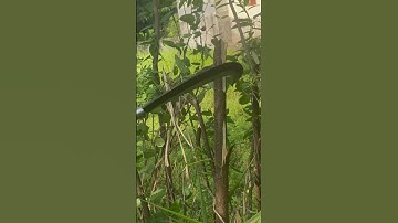 Tôi làm con dao quắm phát rẫy bằng thép xu bắp tàu thủy chặt cây như chặt chuối vậy