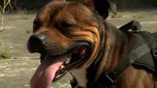 GROS PLAN SUR LE STAFFORDSHIRE BULL TERRIER