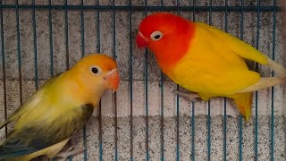 relaxasi lovebird biola pb ewing vio by Relax the sound lovebird 1,276 views 3 months ago 2 hours, 10 minutes