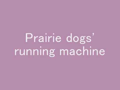 Prairie Dogs Running Machine プレーリードッグ達は回し車が大好き Youtube