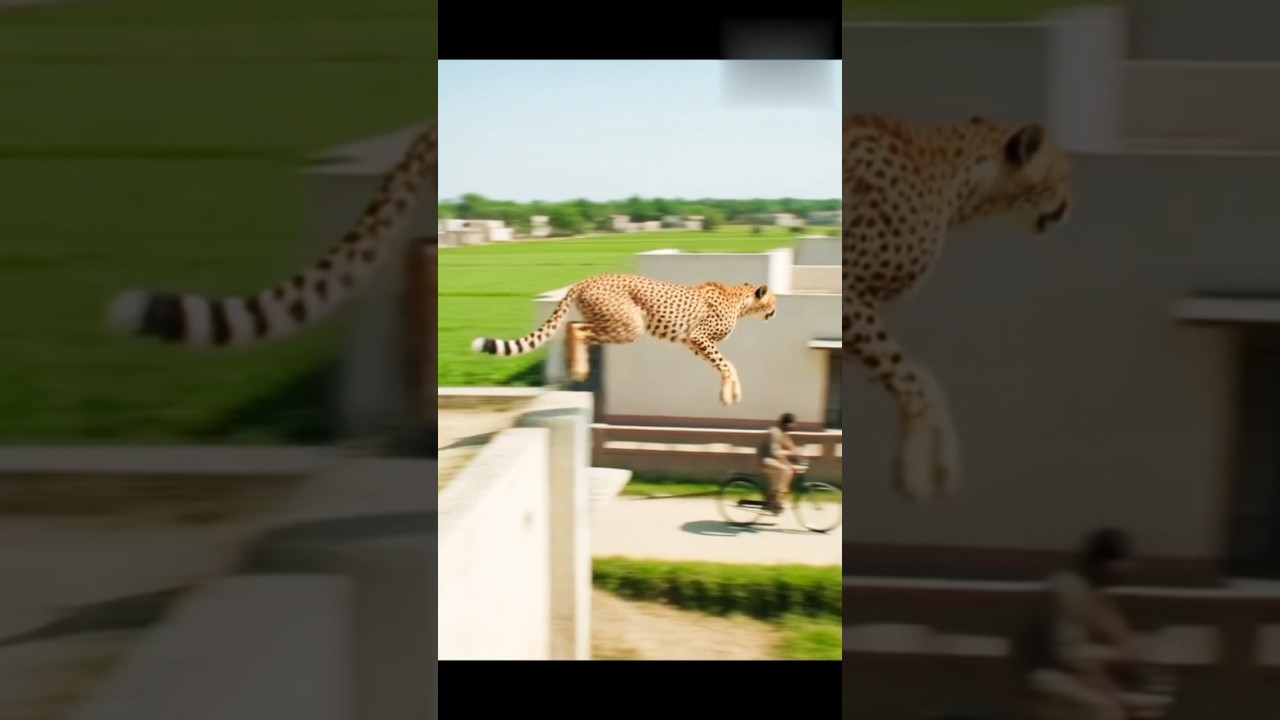 Chhat Se Kood Pada Cheetah 😨 Cycle wala Ke Upar Se! |