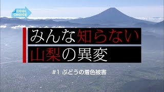 ぶどうの着色被害〜みんな知らない山梨の異変〜｜COOL CHOICE：山梨県