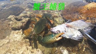 阿平赶海遇到了在捕猎的大青蟹之后还抓到了皮皮虾和花海螺#fishing #fish #seafood