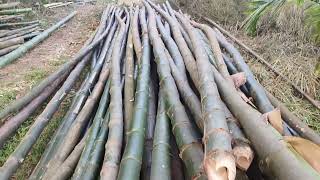 Today loading Bambusa Balcoa pole #bamboo #construction #business 8638647876