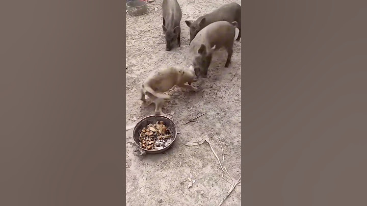 Nhỏ mà hăng dữ lắm 😀 #funny #memes #haihuoc #pets #hàihước #vui #haihuocvuinhon