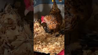 Mealtime with Flopsie #chicken #freerangechickens #animallife