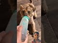 Kind Man Rescues A Lion Cub 🤯😱 #shortsfeed #funny #lifeisbutadream #comedy #cartoon #entertainment
