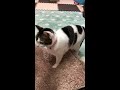 姉妹の闘い😅姉white catあおい 妹brown-tabbyマール【#Shorts】