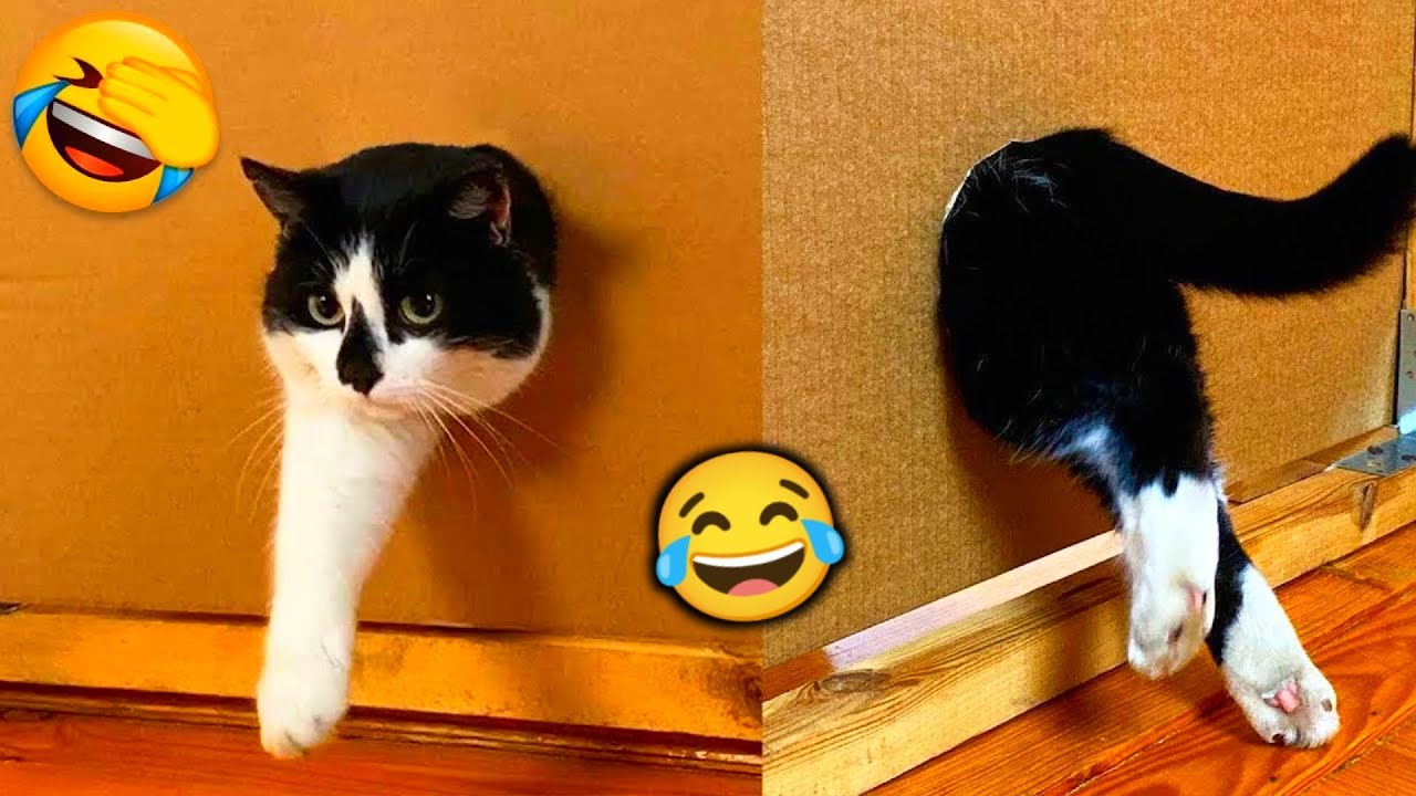 Funniest cats and dogs🐱🐶 - funny cats videos - Cute Cats - cute cats ...