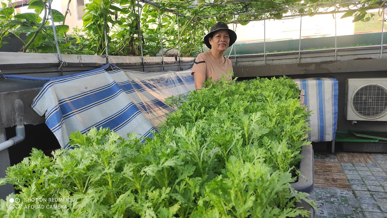 Cách trồng rau Tần Ô từ lúc gieo hạt đến thu hoạch , rau non rất thơm , dễ trồng | Khoa Hien  644