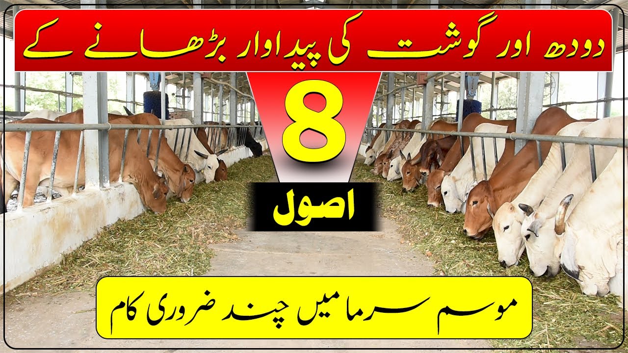Winter stress on animals|Save your animal from winter diseses| موسم سرما میں لائیو سٹاک کی دیکھ بھال