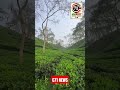 শীতে চট্টগ্রামের পাহাড়ে সৌন্দর্যের জীবন ফুটে উঠেছে #c71news #hillcountry #netural #winter #shorts