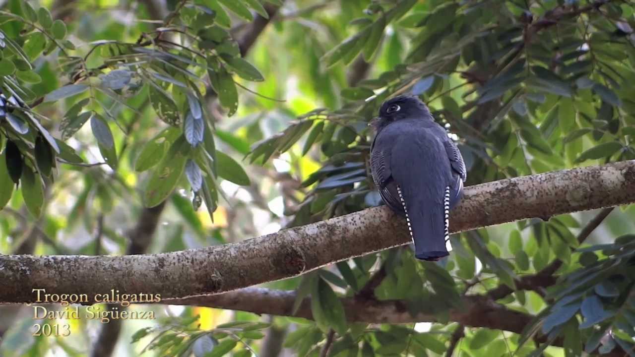 Gartered Trogon - Trogon caligatus 